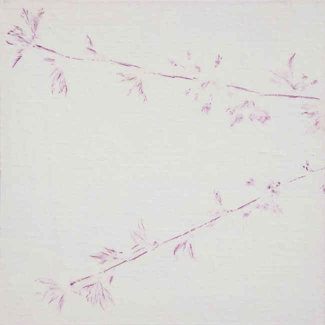 Skovalbum / Cherry trees blossoming