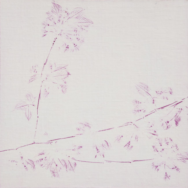 Skovalbum / Cherry trees blossoming